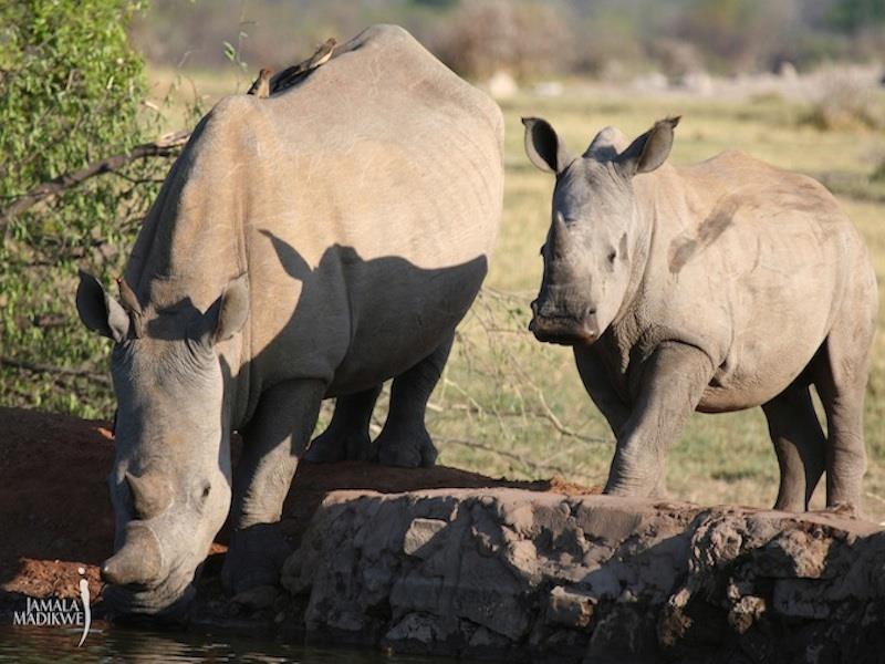 Jamala Madikwe Royal Safari Lodge Mochudi Экстерьер фото