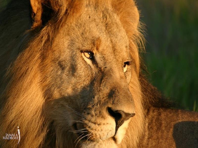 Jamala Madikwe Royal Safari Lodge Mochudi Экстерьер фото